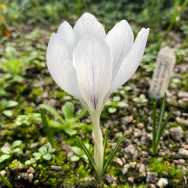 Crocus vernus 'Jeanne d'Arc' syn. Crocus vernus subsp. albiflorus 'Jeanne d'Arc', Crocus x cultorum 'Jeanne d'Arc', Crocus 'Joan of Arc'