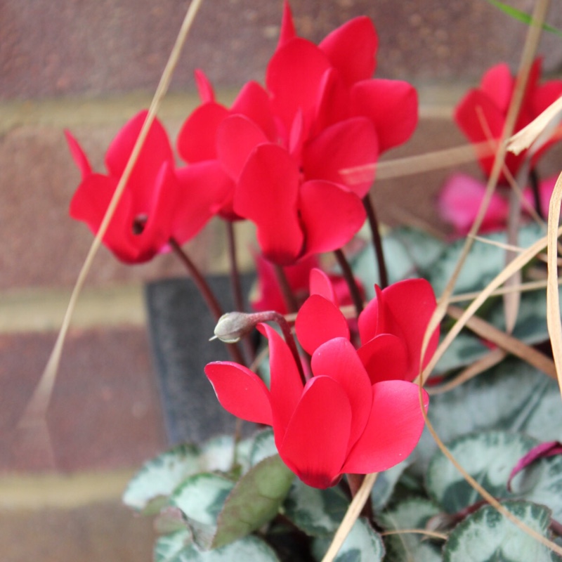 Plant image Cyclamen 'Sterling Scarlet' (Sterling Series)