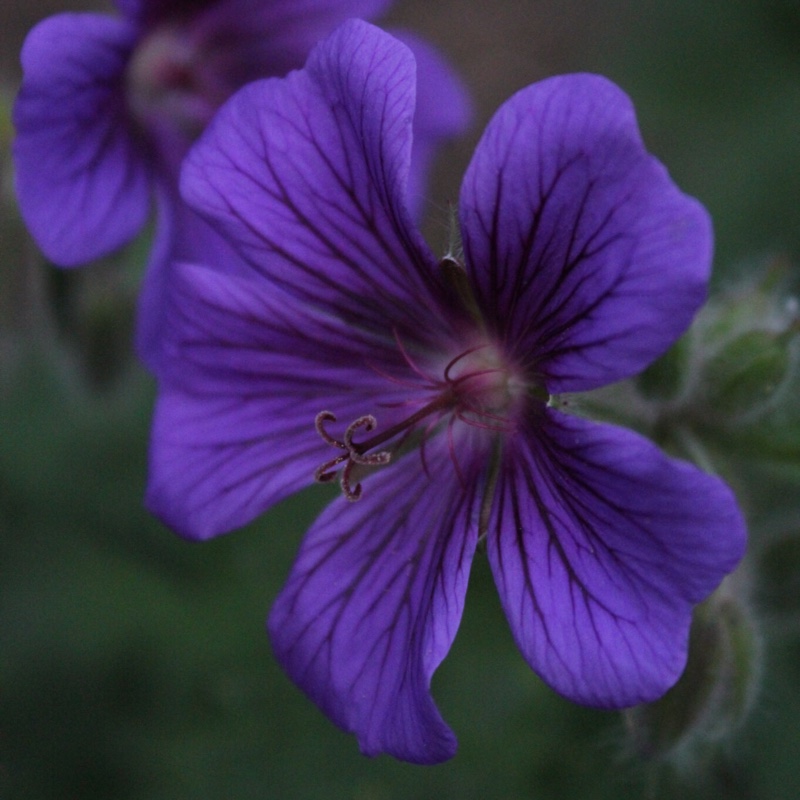 Plant image Geranium x magnificum syn. Geranium magnificum