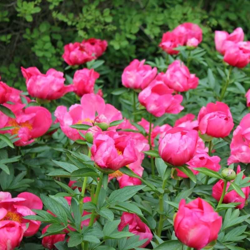 Plant image Paeonia 'Flame' syn. Paeonia lactiflora 'Flame'