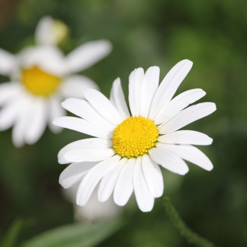 Leucanthemum vulgare