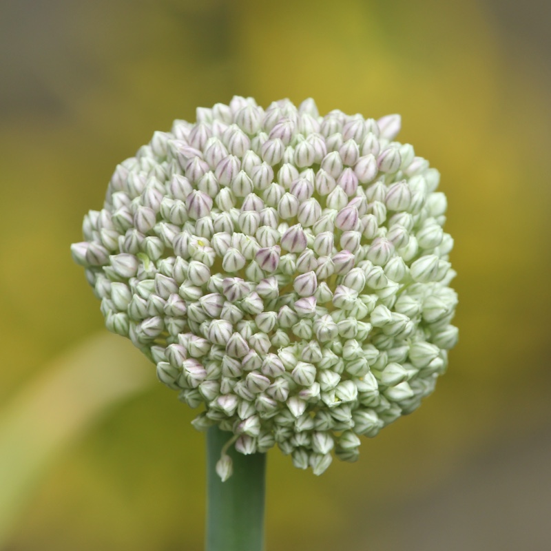 Plant image Allium 'White Cloud'