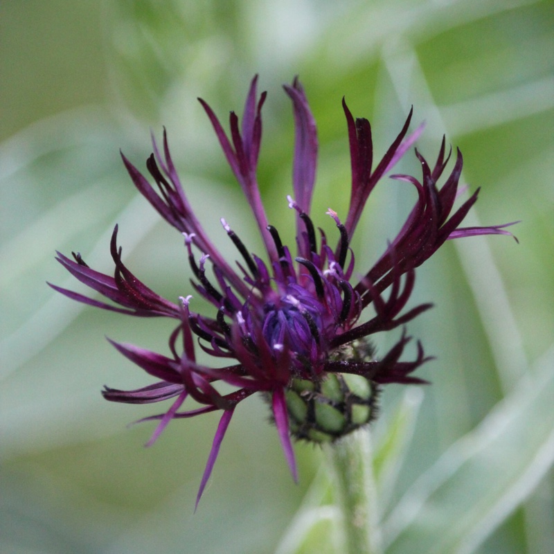 Centaurea montana 'Jordy'