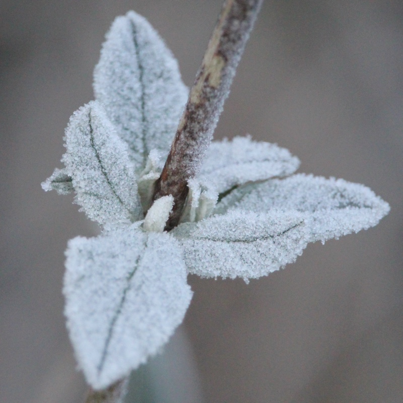 plant image 17373