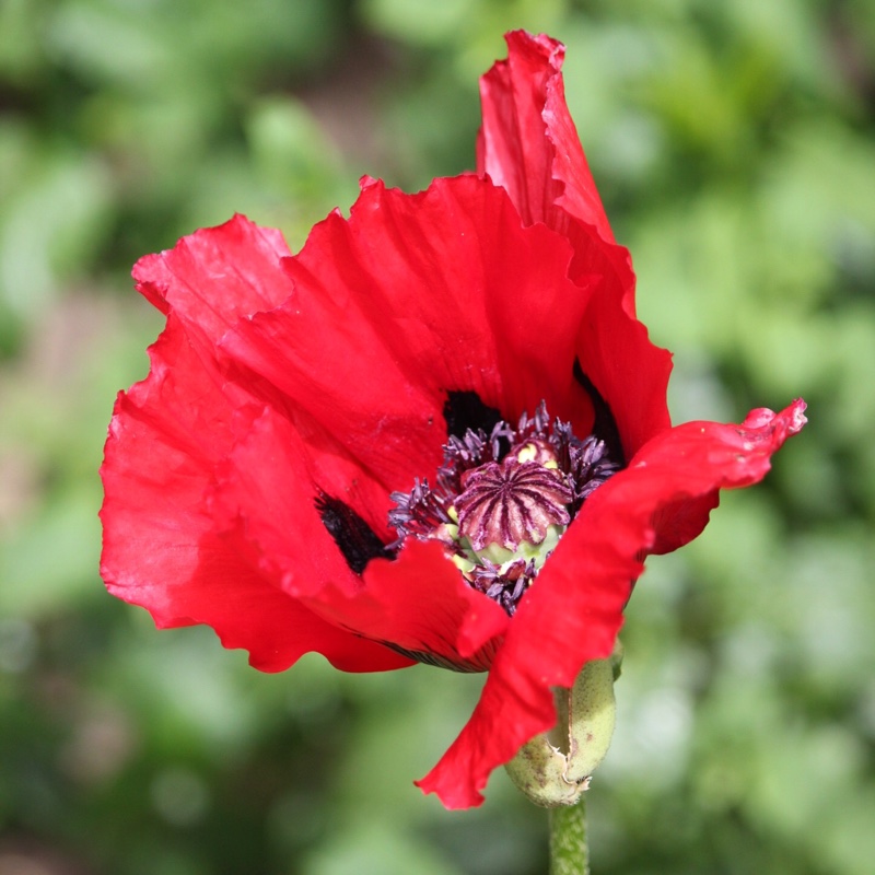 Papaver orientale 'Beauty of Livermere'