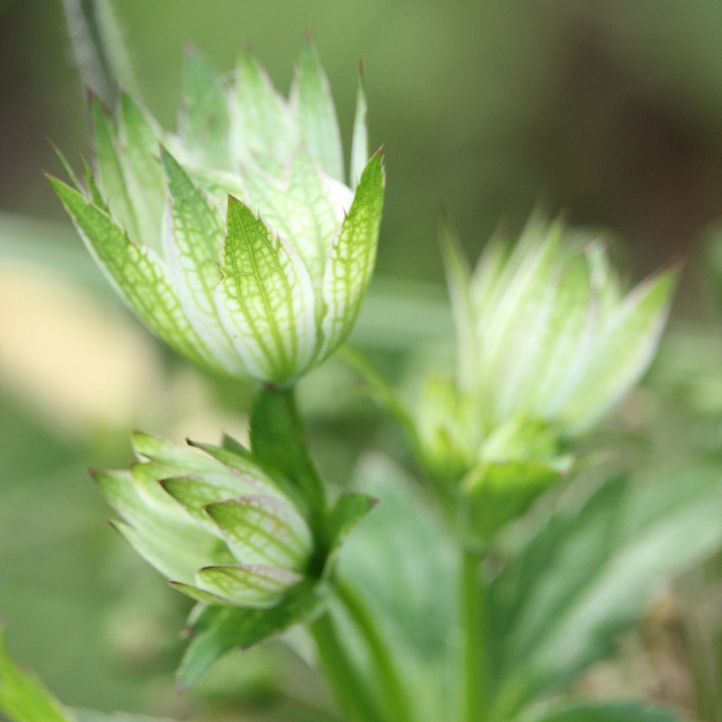 Astrantia major 'Florence'