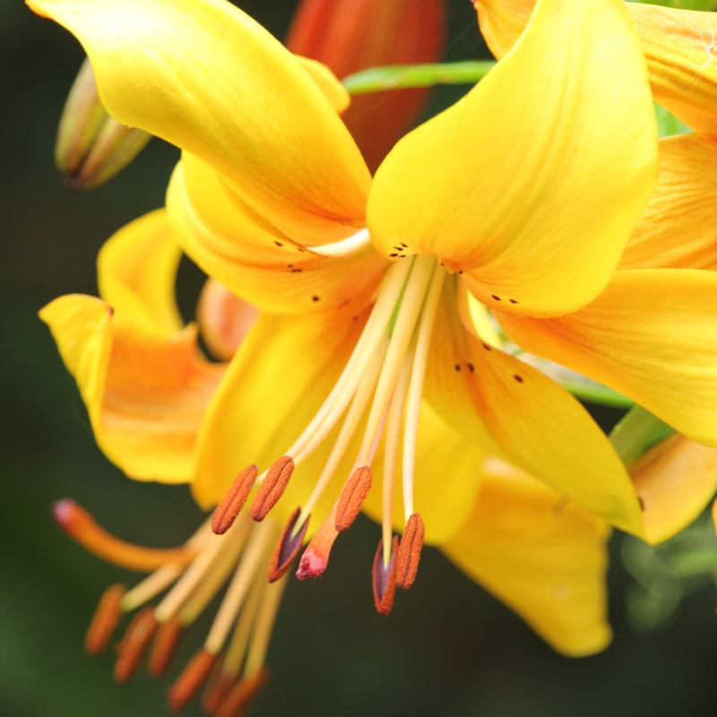 Lilium 'Chocolate Canary'