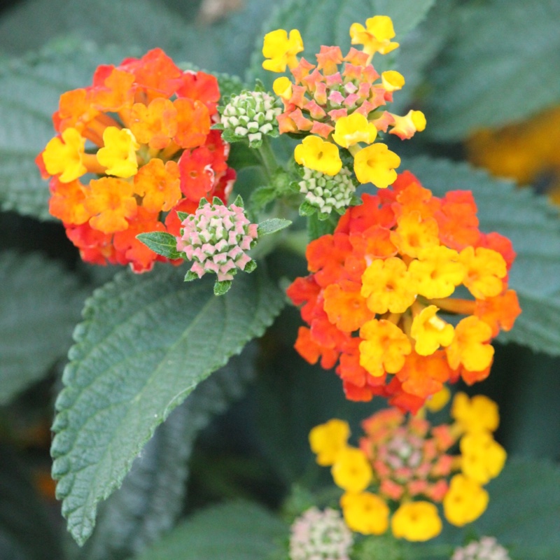 Lantana camara