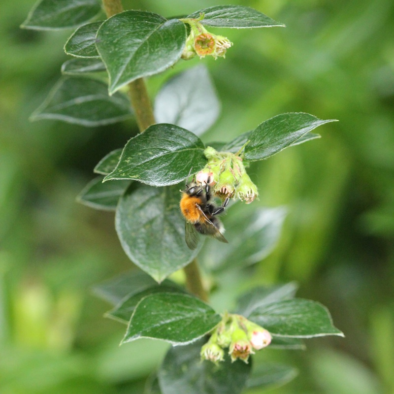 Plant image Cotoneaster simonsii