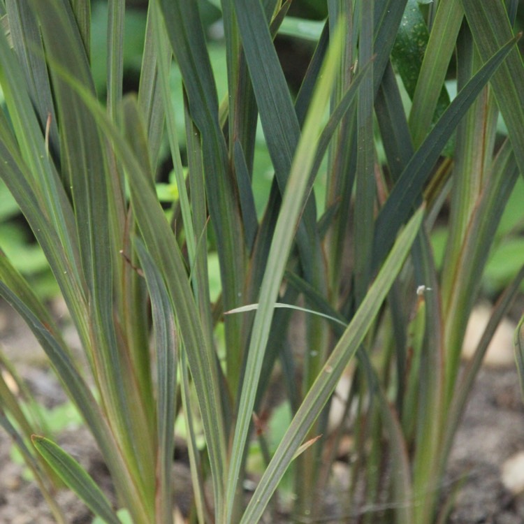 Plant image Crocosmia x crocosmiiflora 'Twilight Fairy Gold'