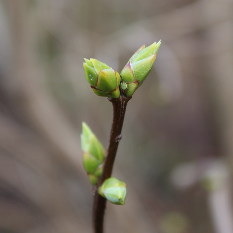 plant image 18913