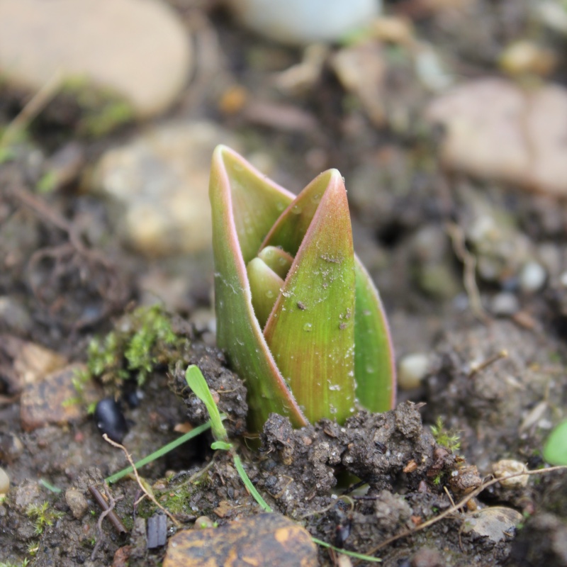 plant image 18914