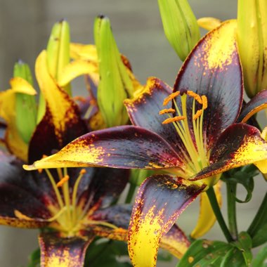 Lilium 'Lionheart'