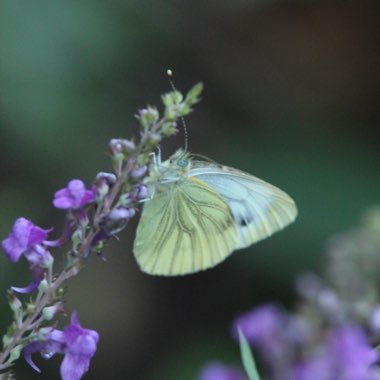 Linaria purpurea