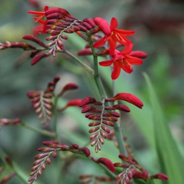 Crocosmia 'Lucifer'