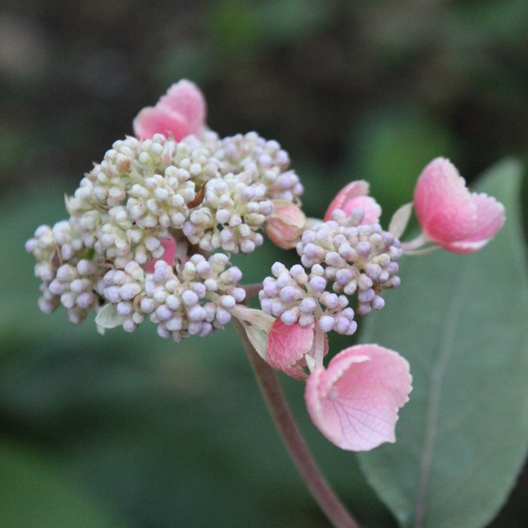 Plant image Hydrangea aspera 'Hot Chocolate'