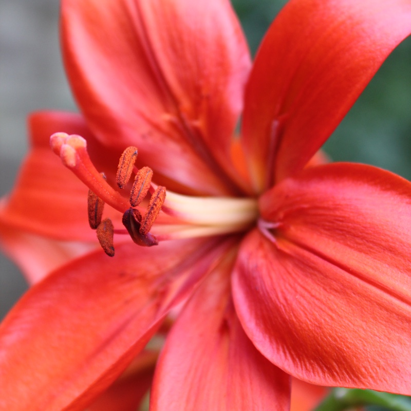 Plant image Lilium 'Fire King'