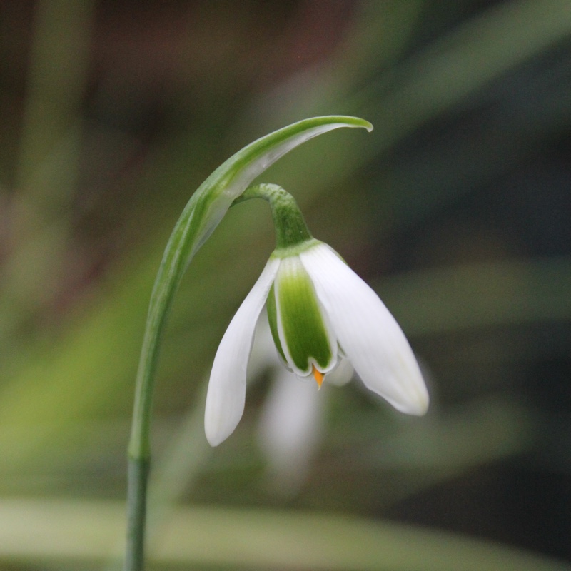 plant image 19815