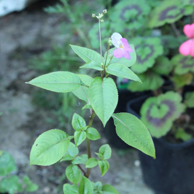 Plant image Impatiens balfourii