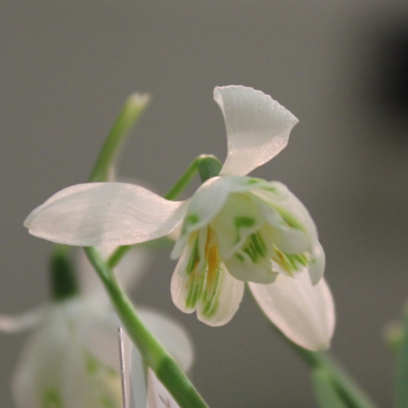 Galanthus nivalis f. pleniflorus 'Flore Pleno'