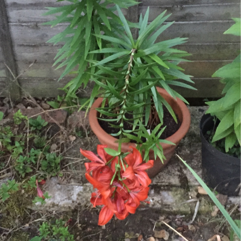 Lilium 'Fire King'