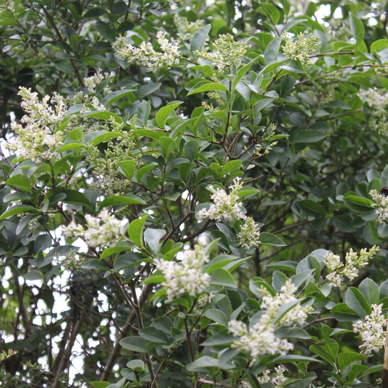 plant image 2272