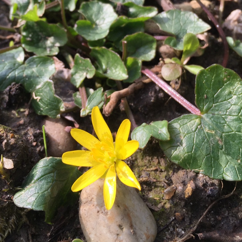 Plant image Ficaria verna