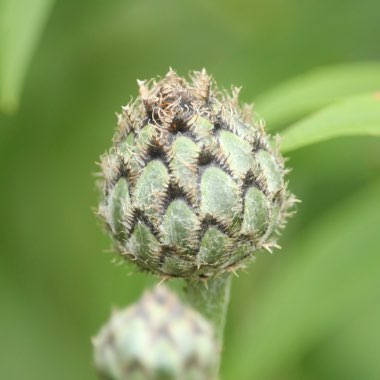 Centaurea scabiosa