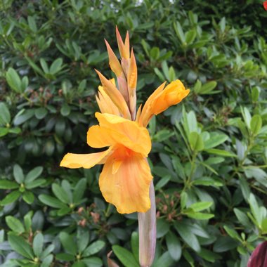 Canna 'Madame Angèle Martin' syn. Canna 'Angel Martin'