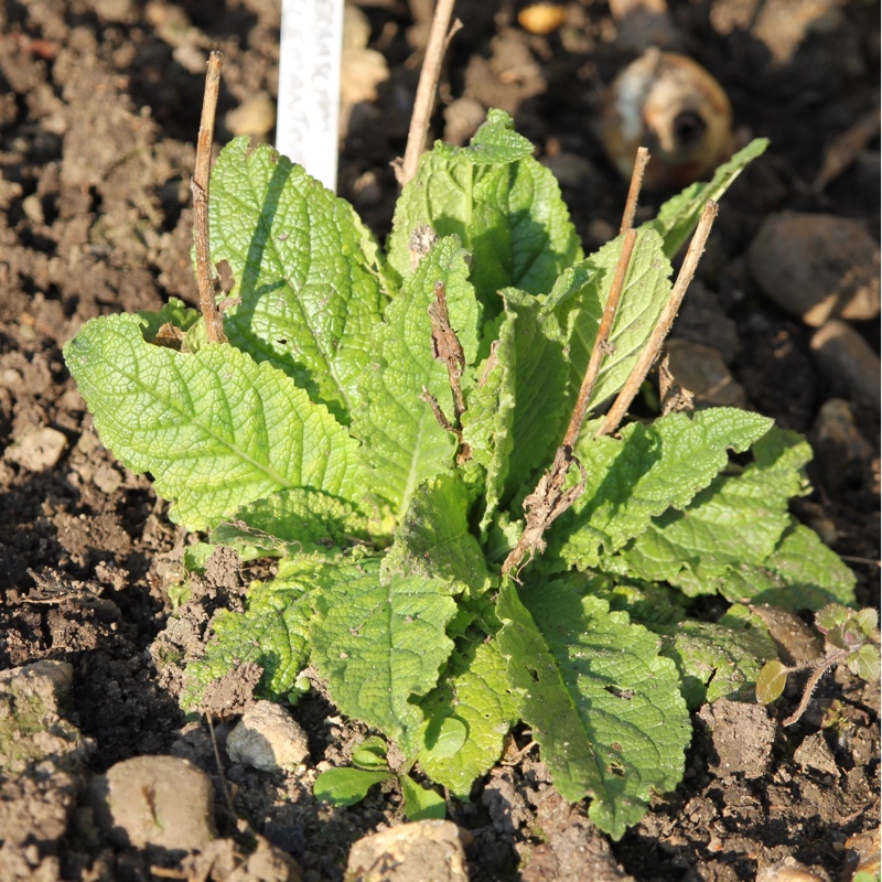 Verbascum 'Clementine'