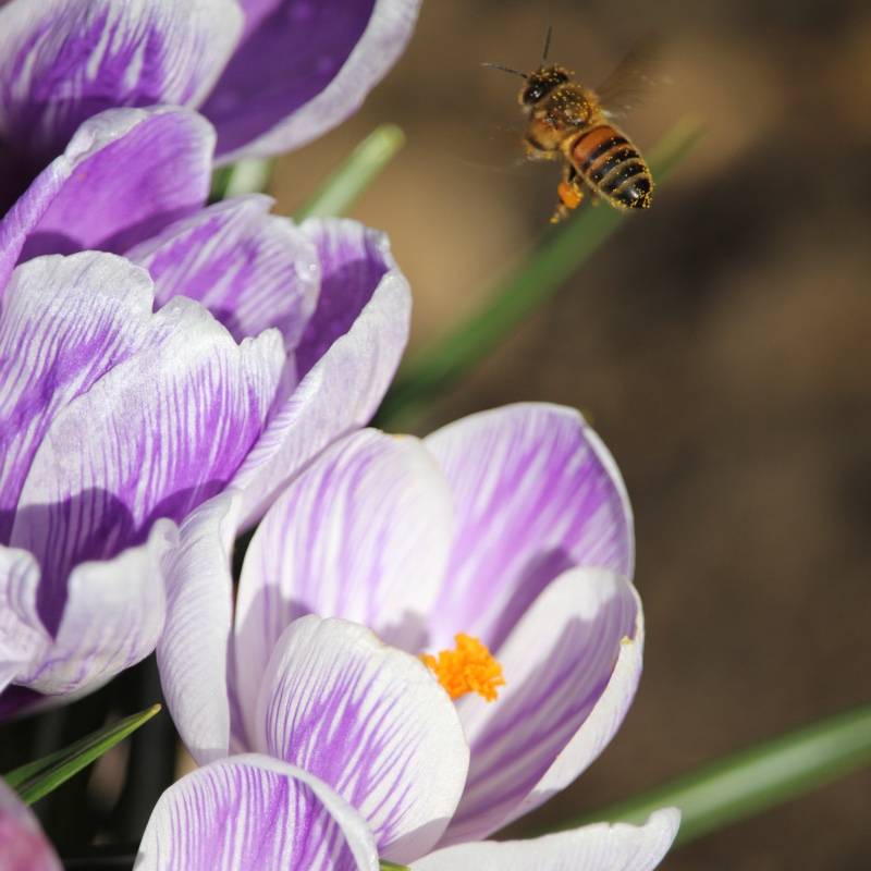 Crocus vernus 'King of the Striped'