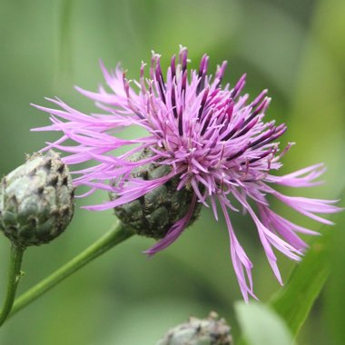 Centaurea scabiosa