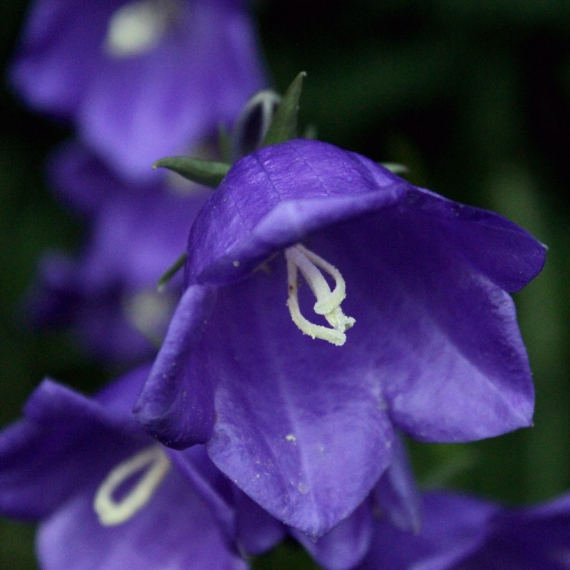 plant image 2778