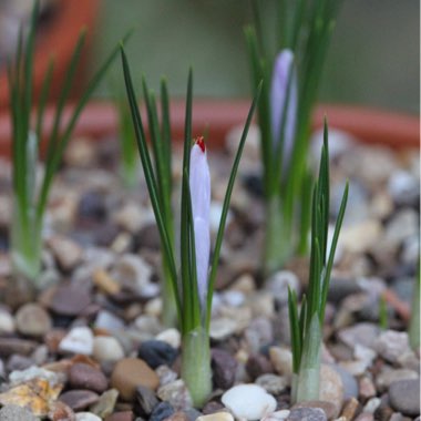 Crocus sativus