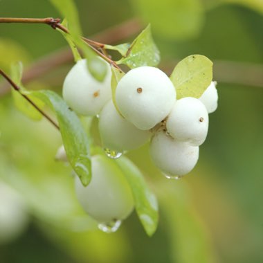 Symphoricarpos albus