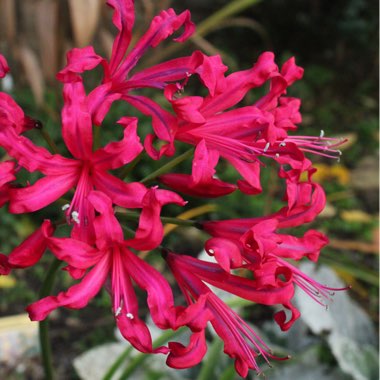 Nerine 'Mr John' syn. Nerine bowdenii 'Mister John', Nerine 'Compagnon Mr John', Nerine 'Companion Mr John'