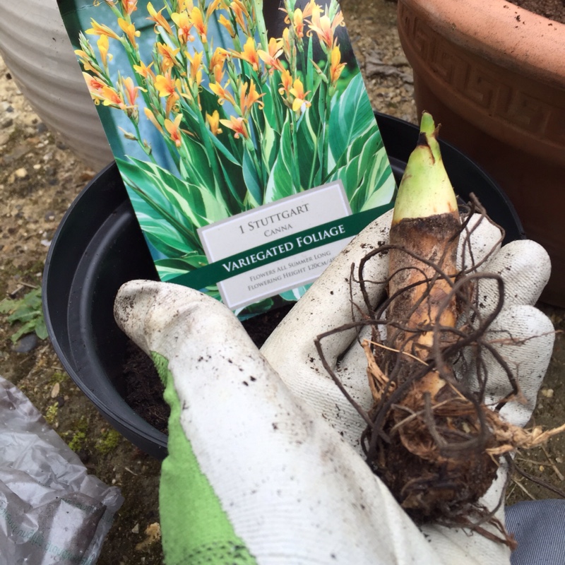 Canna 'Stuttgart'