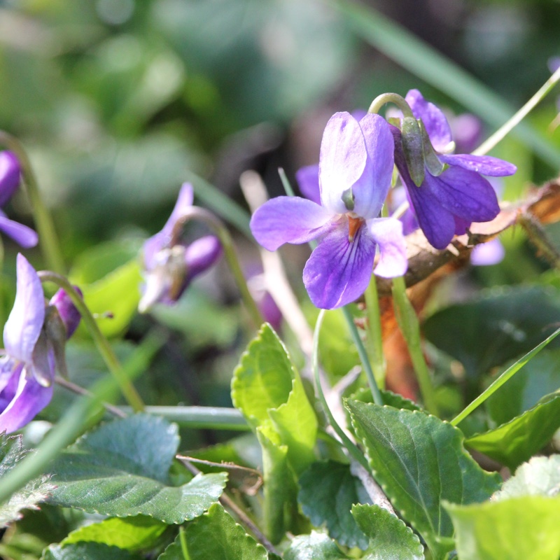 Viola odorata