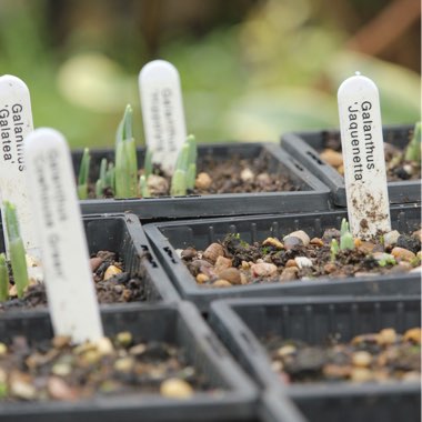 Galanthus 'Jacquenetta'