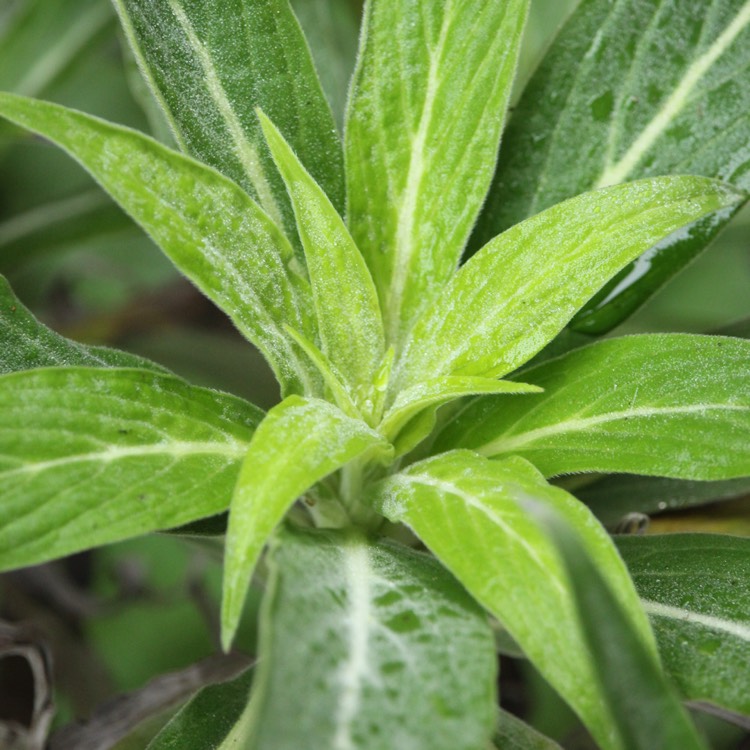 Plant image Echium candicans syn. Echium fastuosum