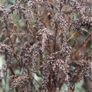 Solidago canadensis