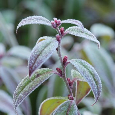 Leucothoe fontanesiana 'Zeblid'  syn. Leuthothoe 'Scarletta' ; Leuthocoe walteri 'Zeblid'