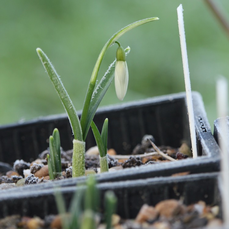 Plant image Galanthus 'Galatea'