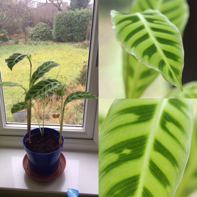 Plant image Goeppertia zebrina syn. Calathea zebrina