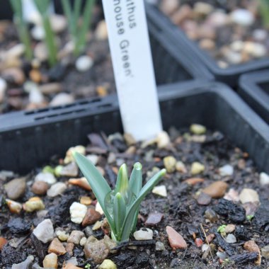 Galanthus 'Cowhouse Green'