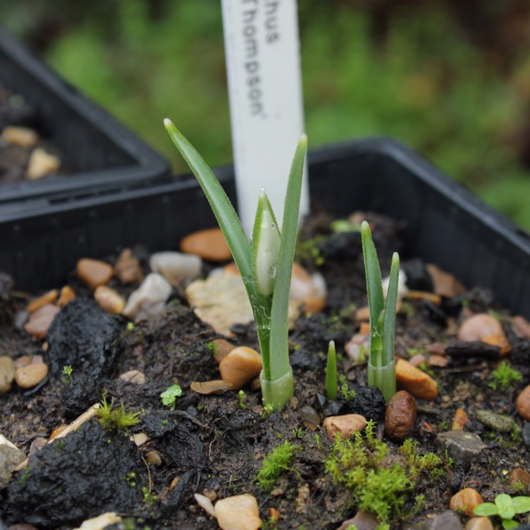 Plant image Galanthus 'Mrs Thompson'