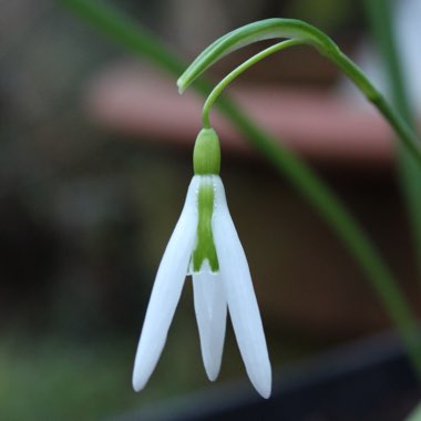 Galanthus 'Wasp'