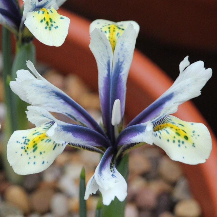 Plant image Iris 'Eye Catcher' syn. Iris reticulata 'Eye Catcher'