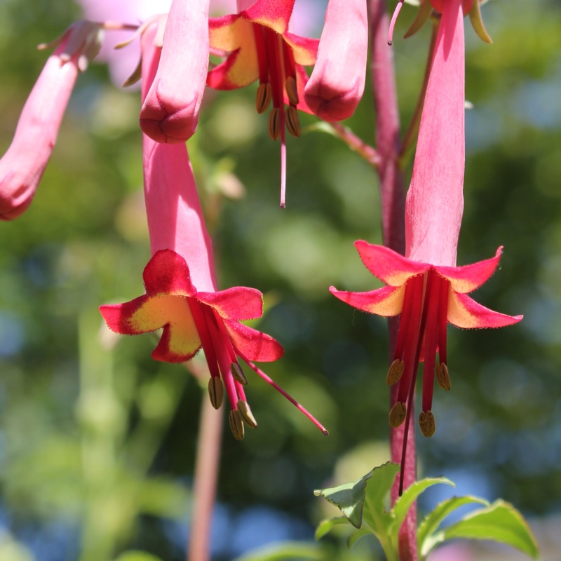 Phygelius x rectus 'African Queen'