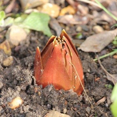 Fritillaria imperialis 'Rubra Maxima'